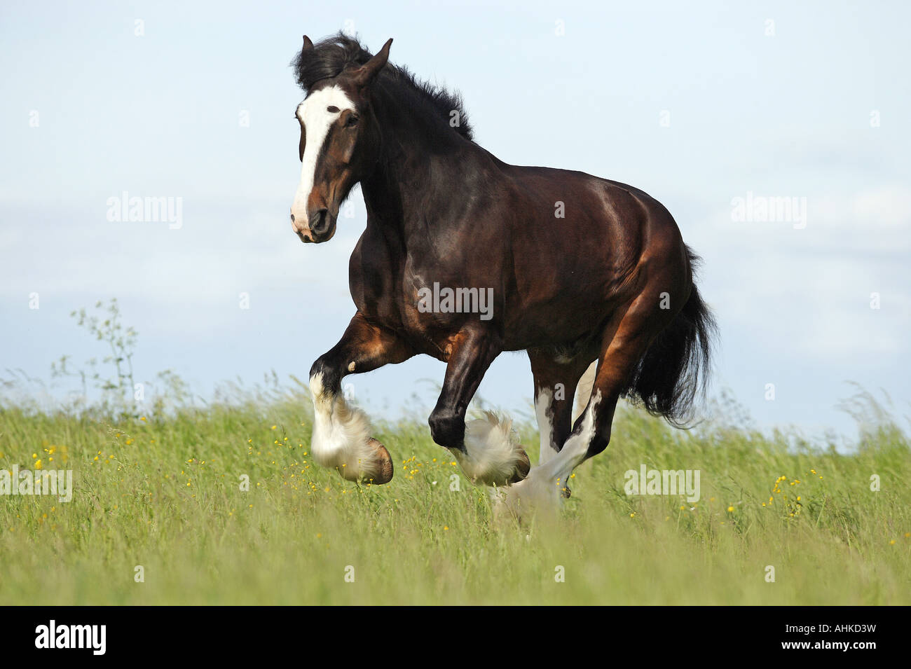 Shire horse - al galoppo sul prato Foto Stock