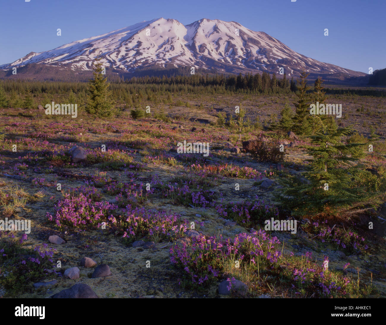 Penstemon fiorisce al di sotto di Washington s Mt St Helens Foto Stock