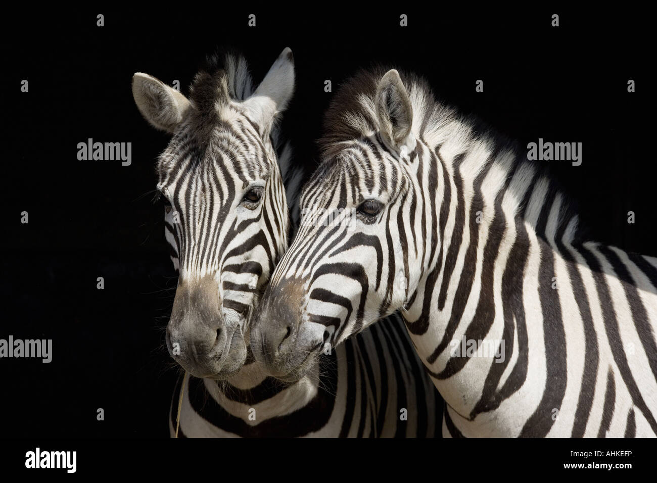 Due Chapman zebre - Ritratto Foto Stock