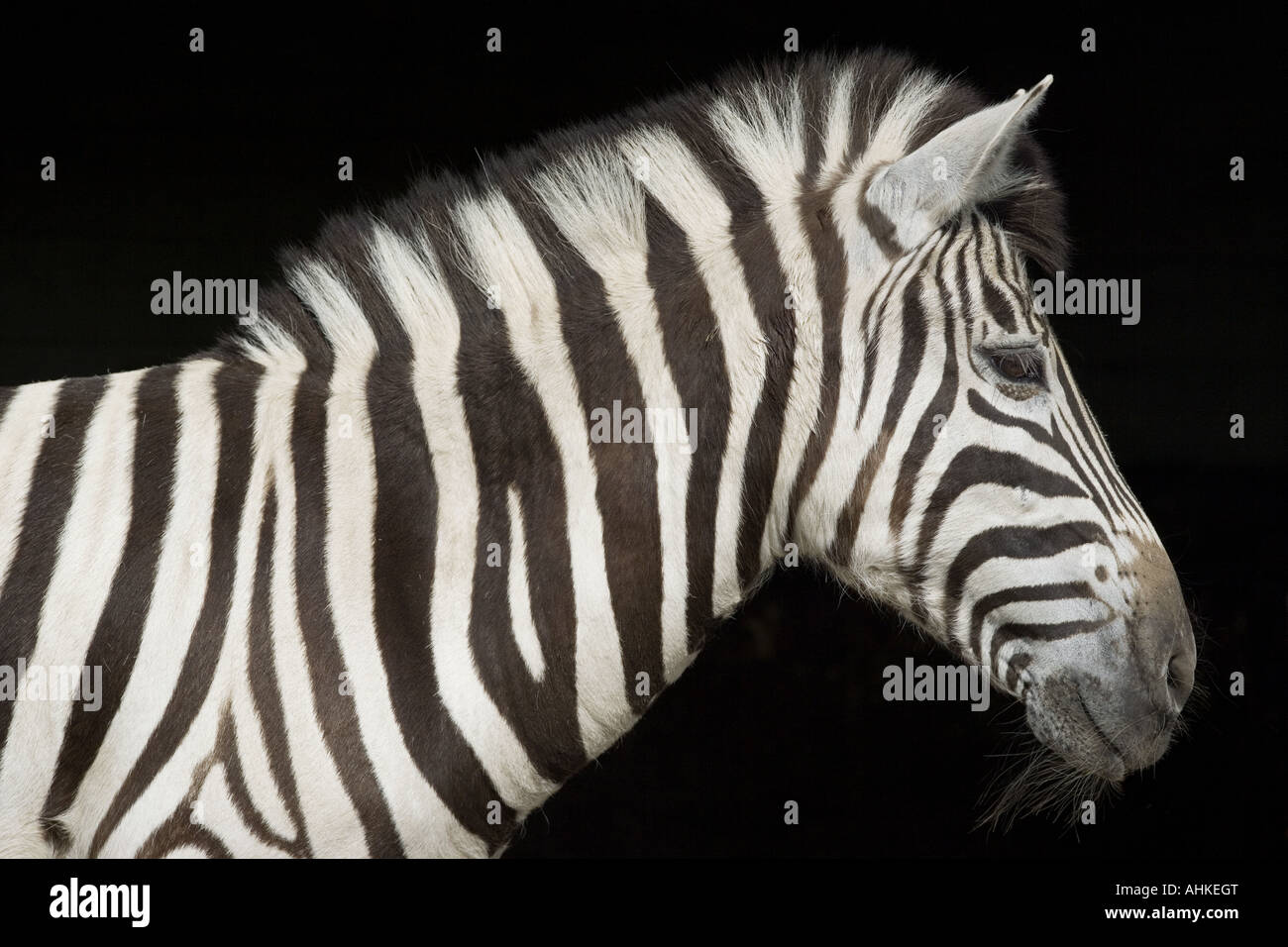 Chapman's zebra - Ritratto Foto Stock