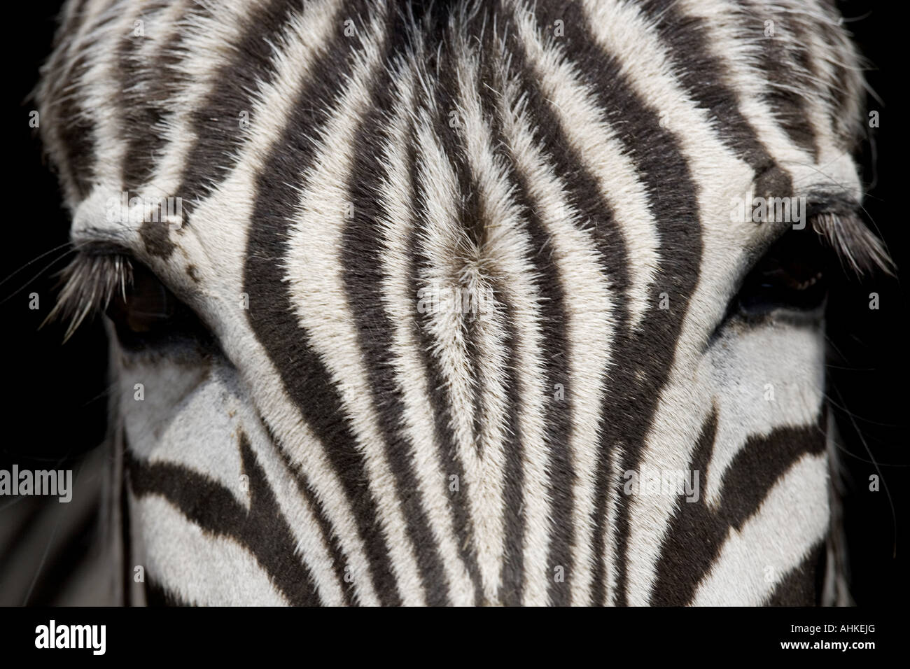 Chapfman's zebra - Ritratto Foto Stock