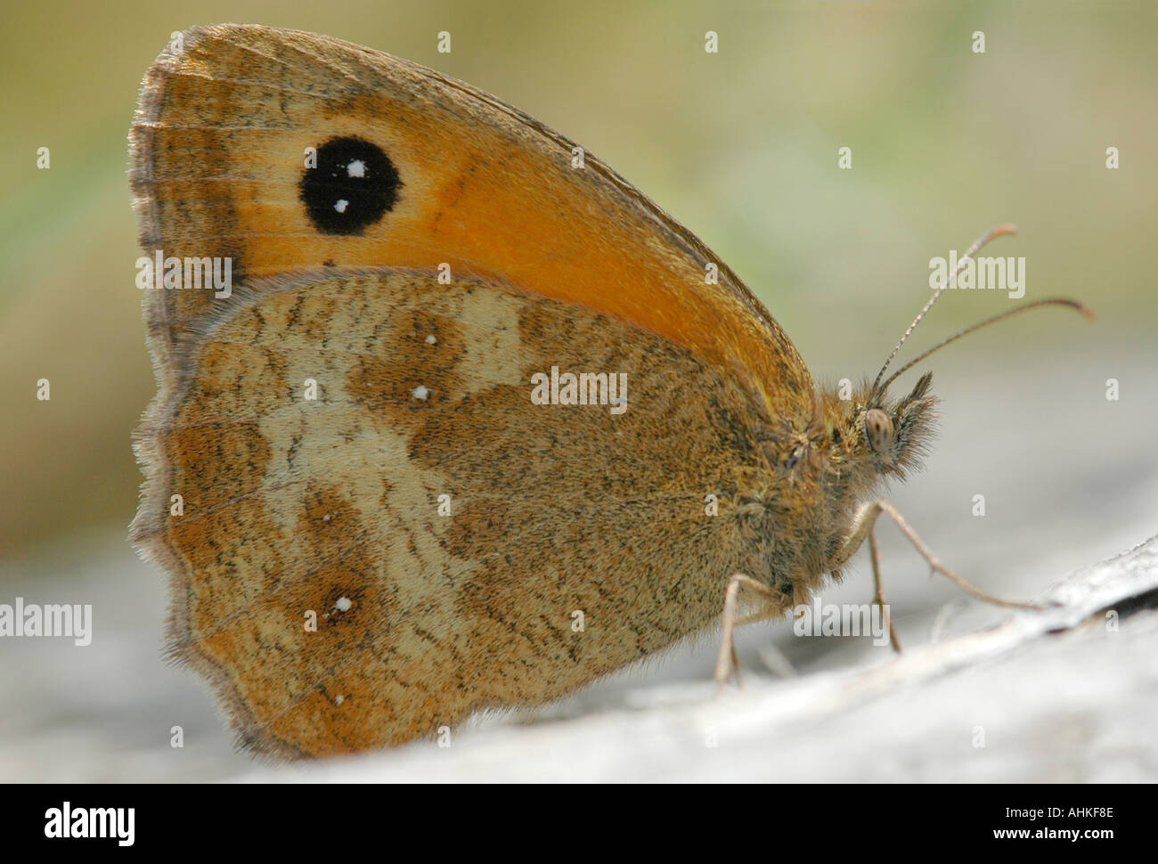 Farfalla di gatekeeper Foto Stock