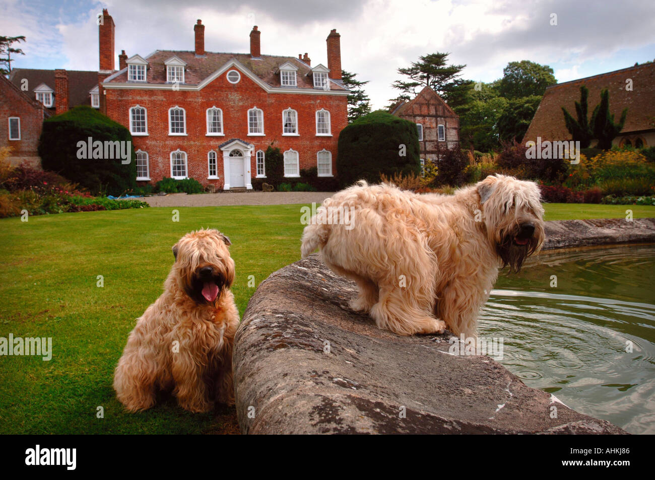 ELTON HALL vicino a Ludlow SHROPSHIRE REGNO UNITO CON UN morbido rivestito WHEATEN TERRIER cani di bere dalla fontana Foto Stock