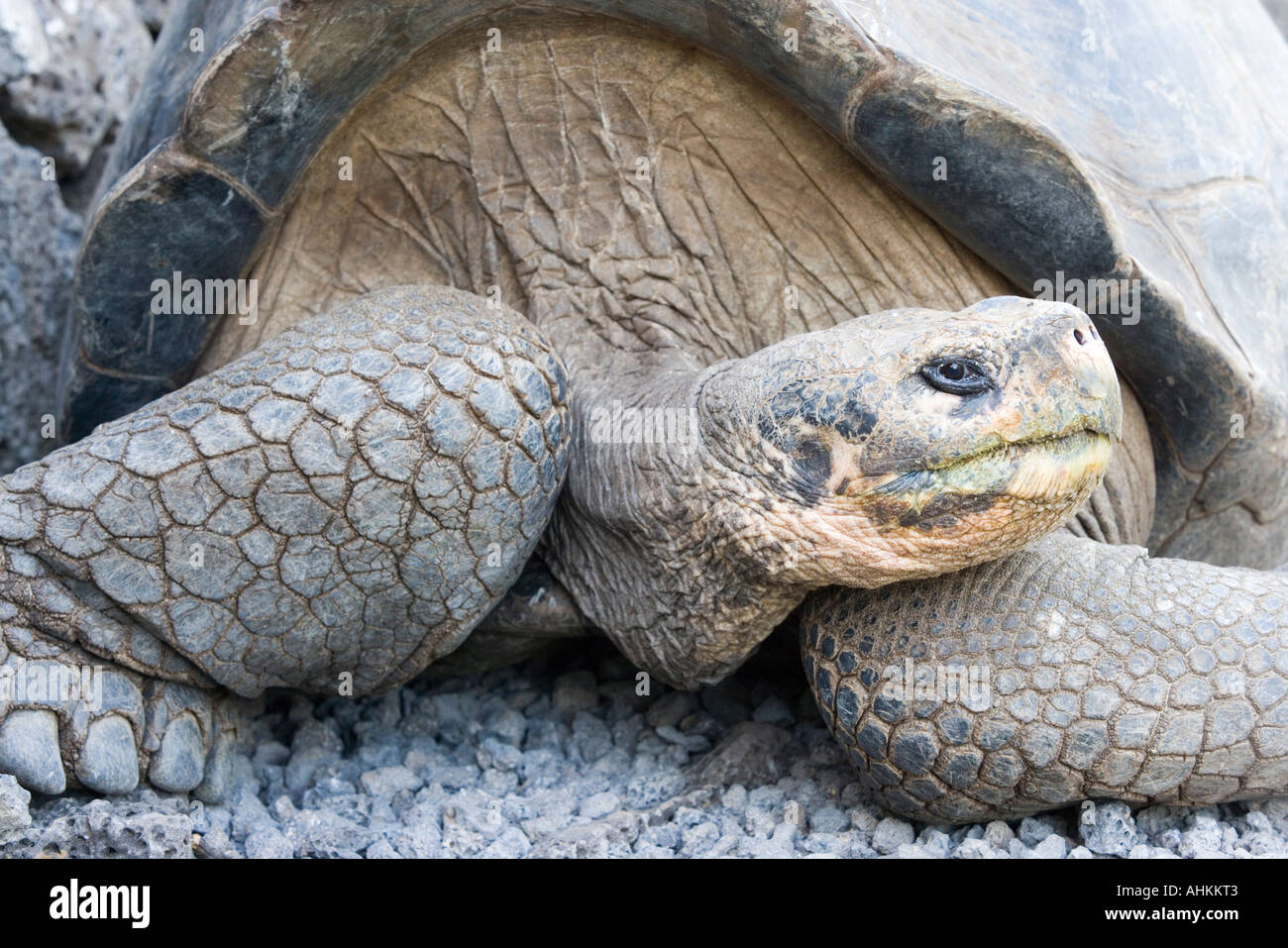 Ecuador Isole Galapagos Close up ritratto di tartaruga gigante Geochelone elephantopus appoggiata a Charles Darwin Research Station Foto Stock