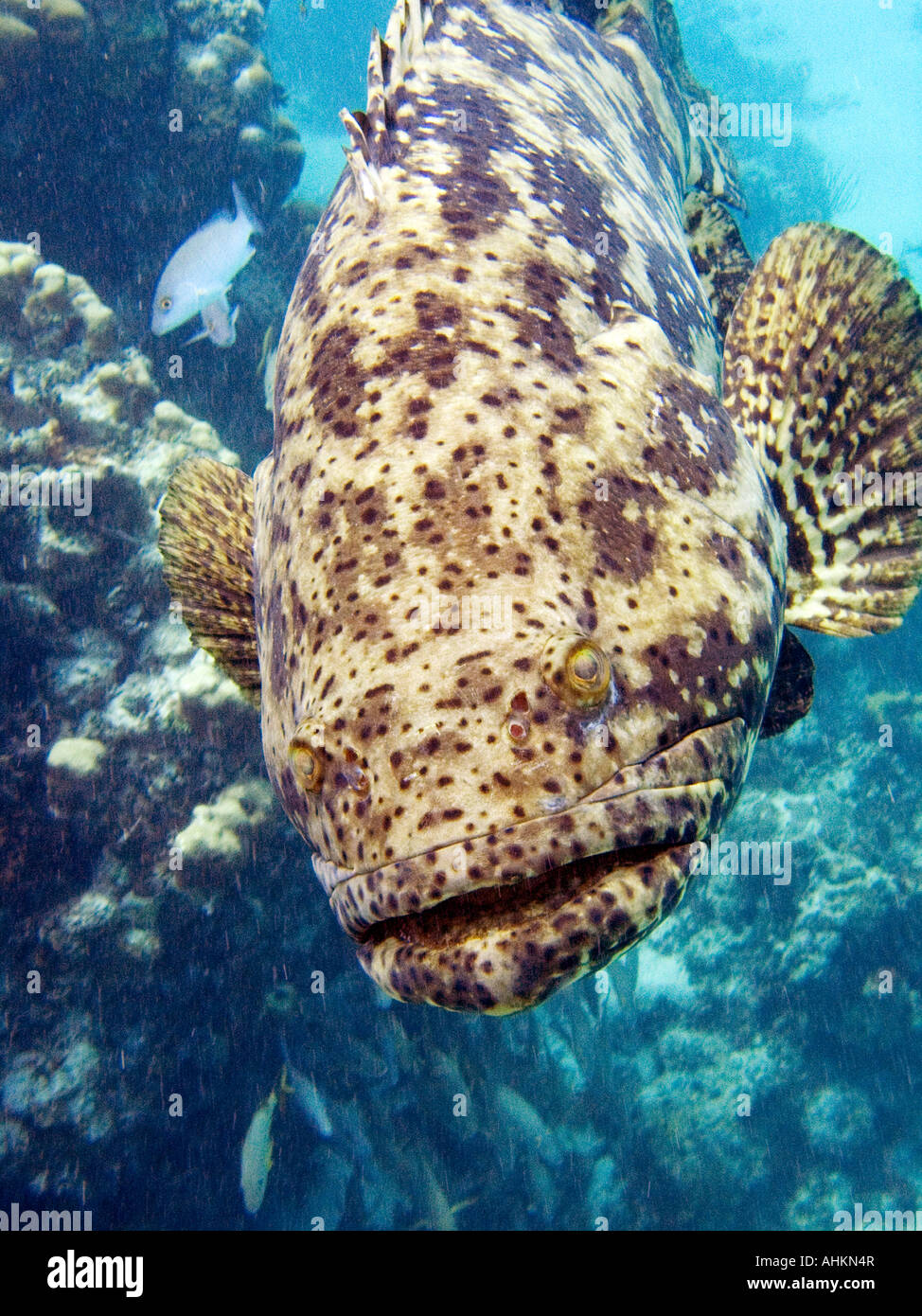 Un Goliath cernia Epinephelus itajara, a Hol Chan riserva marina in Belize. Marzo 2007. Foto di Alden Pellett Foto Stock