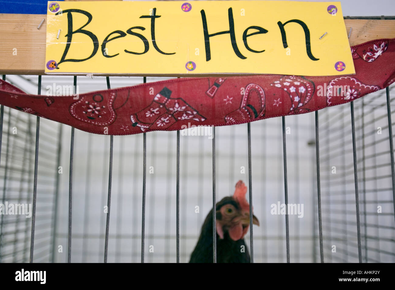 Best Hen presso il Champlain Valley Fair exposition in Essex Chittenden County Vermont Foto Stock
