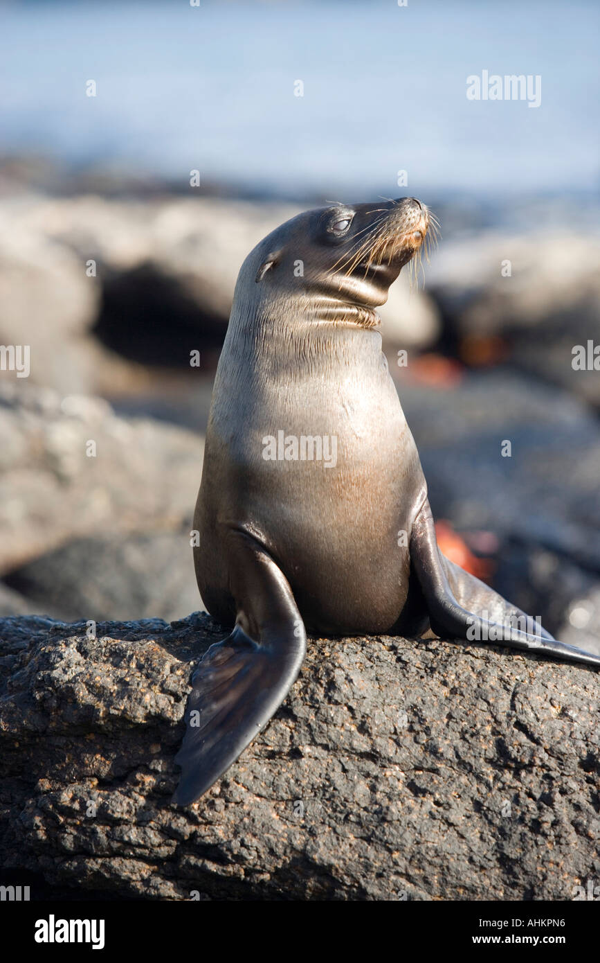 Ecuador Isole Galapagos Galapagos i leoni di mare Zalophus californianus nel sole di mattina lungo il litorale del sud Plaza Isola Foto Stock