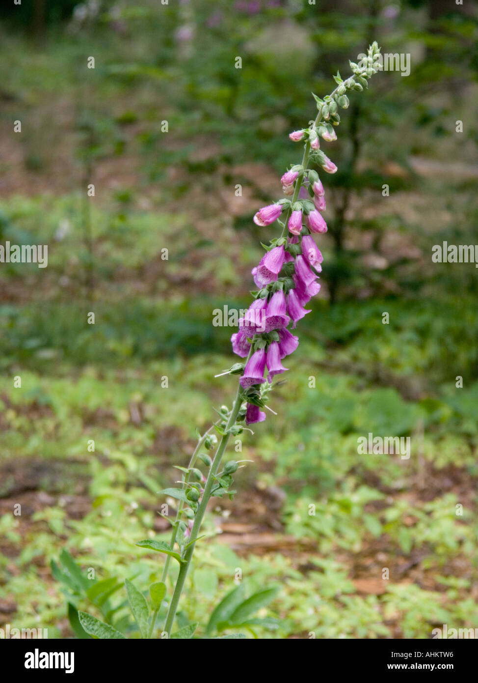 Foxglove singolo in impostazione di bosco Foto Stock