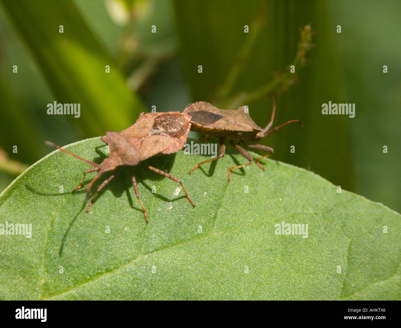 Bug di protezione (Coreus Marginatus, Squashbug, Dock bug) coniugata Foto Stock