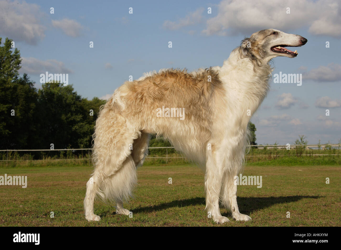 Cane - in piedi sul prato Foto Stock