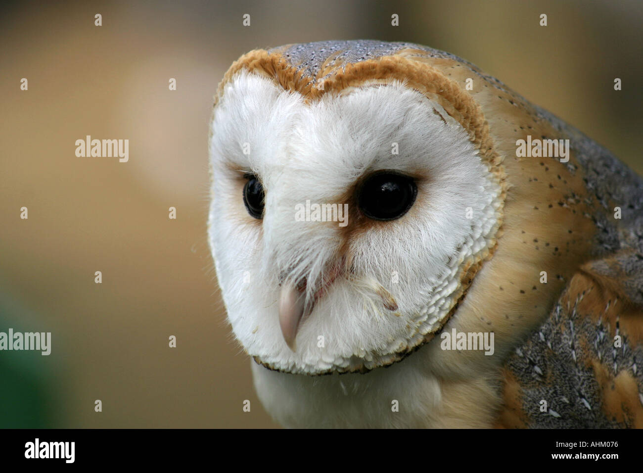 Barbagianni ritratto, Tyto alba Foto Stock