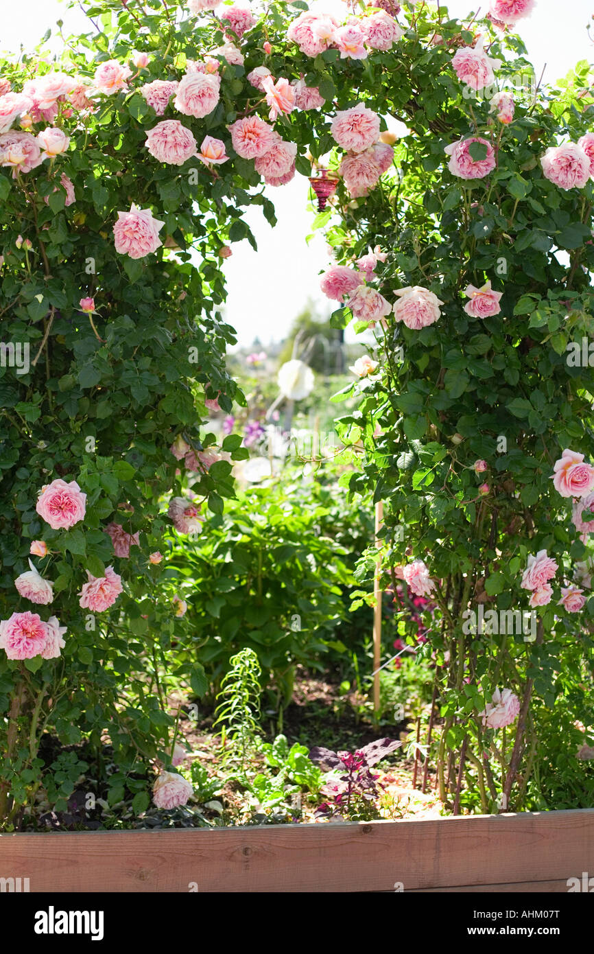 Arco di rose in giardino Foto Stock