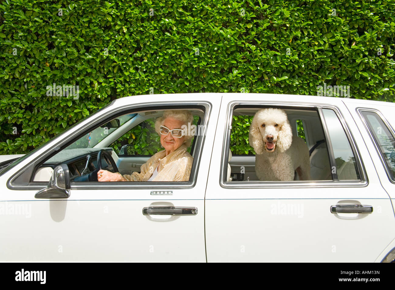 Senior donna e cane in auto Foto Stock