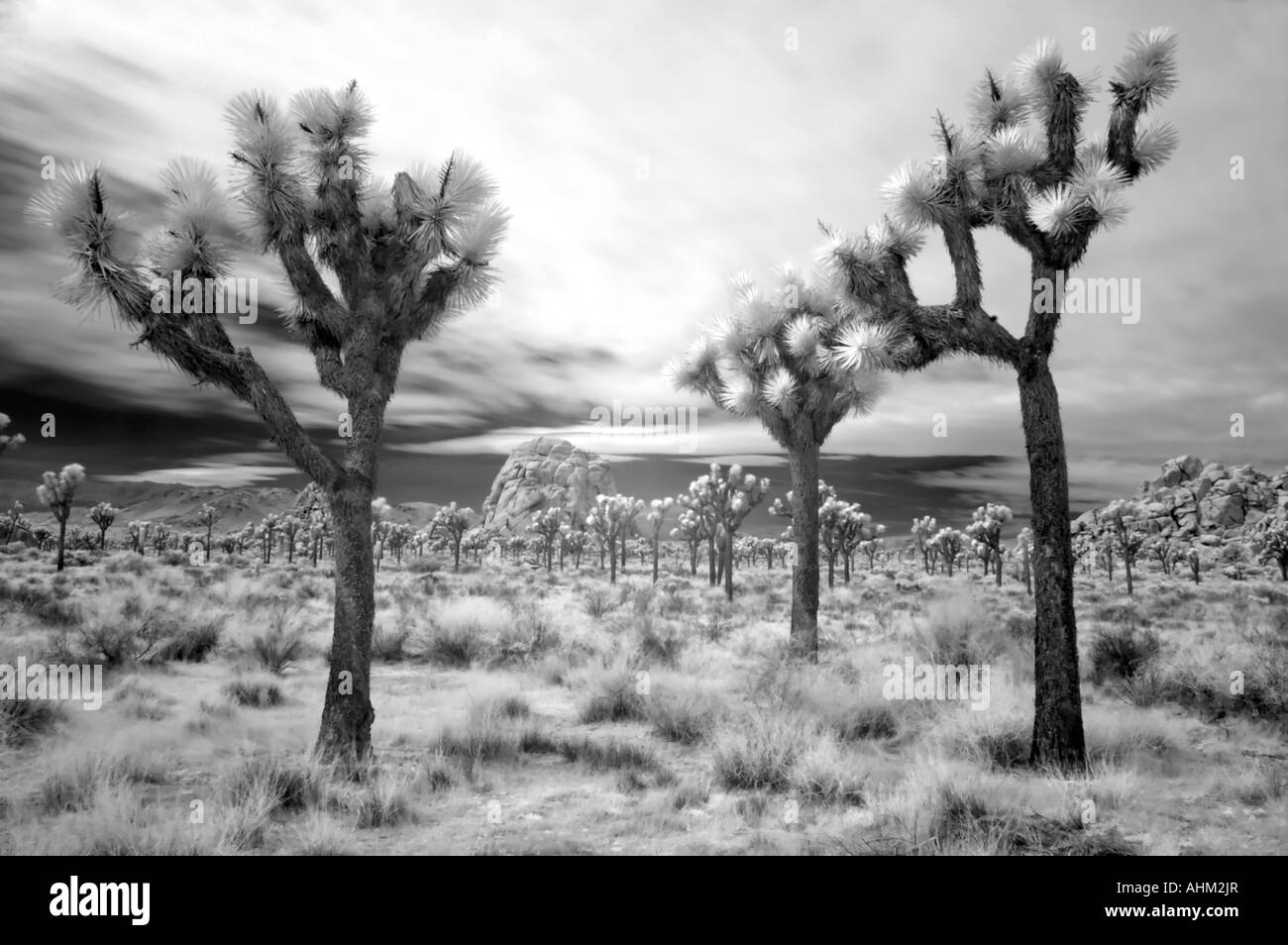 Valle nascosta infrarossi area parco nazionale di Joshua Tree ventinove Palms California USA Foto Stock