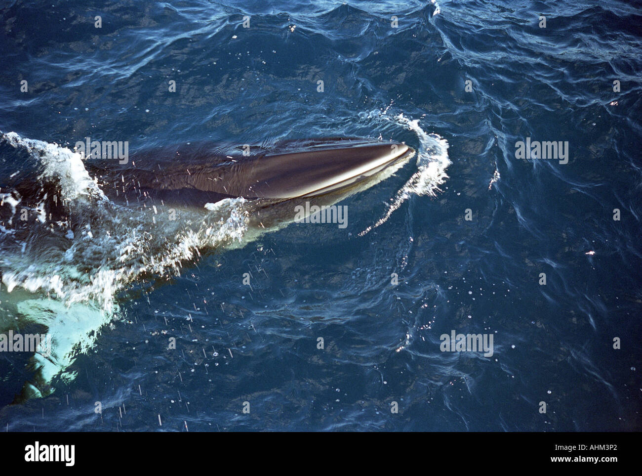 Dwarf Minke Whale Grande Barriera Corallina in Australia Oceano Pacifico balena superficie di acqua Foto Stock