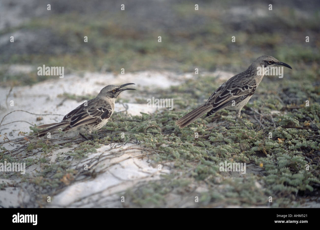 Coppia di Española Mockingbirds (Nesomimus macdonaldi) Foto Stock