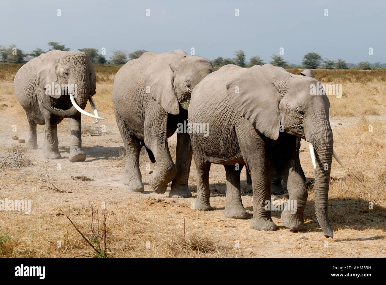 Elephant gruppo familiare di tre 3 femmine e i vitelli in Amboseli National Park in Kenya Africa orientale sono in movimento Foto Stock