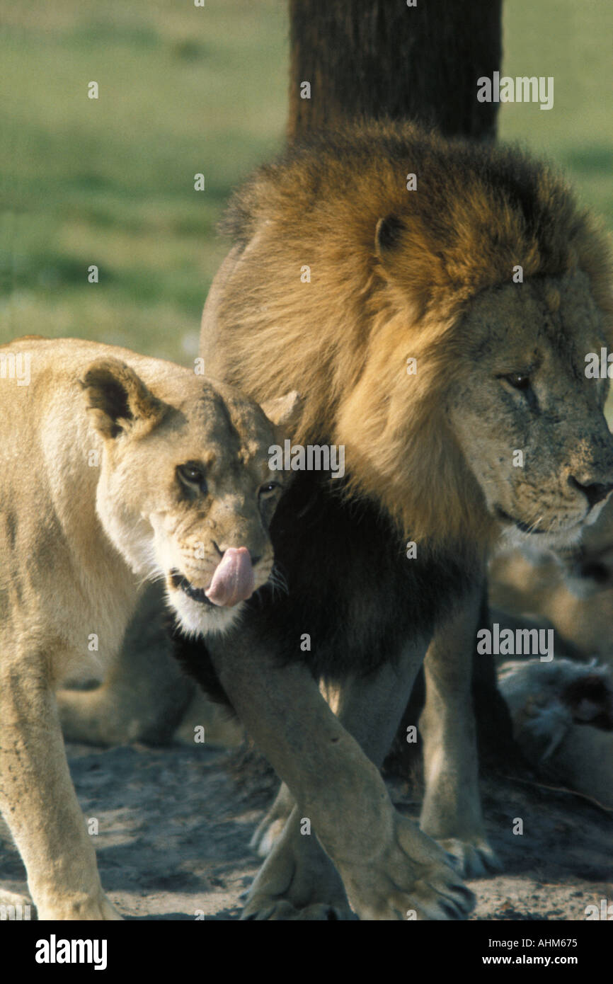 Lions Foto Stock