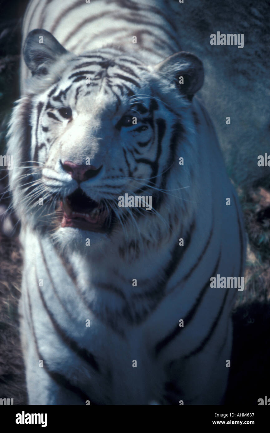 Tigre bianca del Bengala Foto Stock