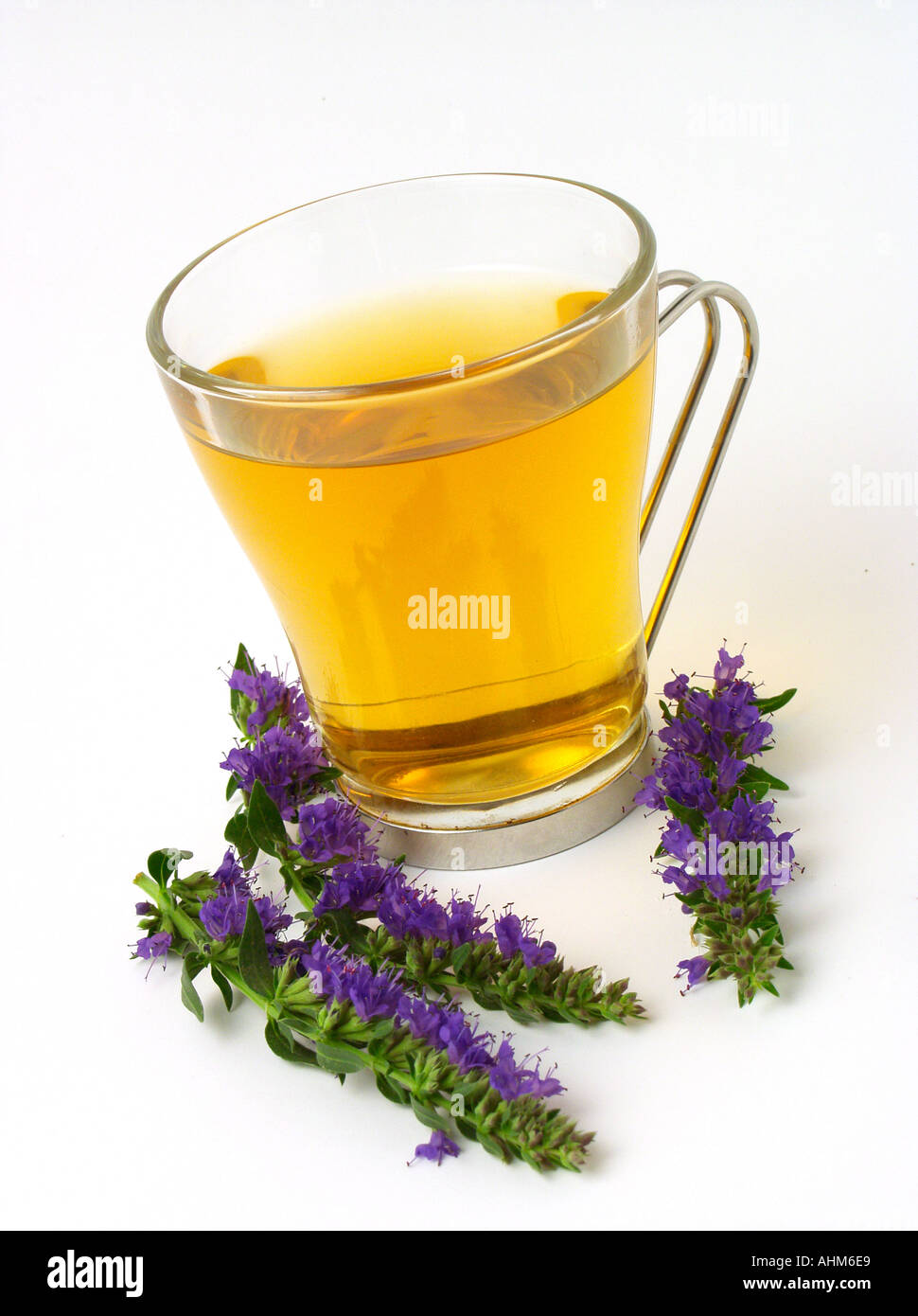 Infusione di issopo Hyssopus officinalis Foto Stock