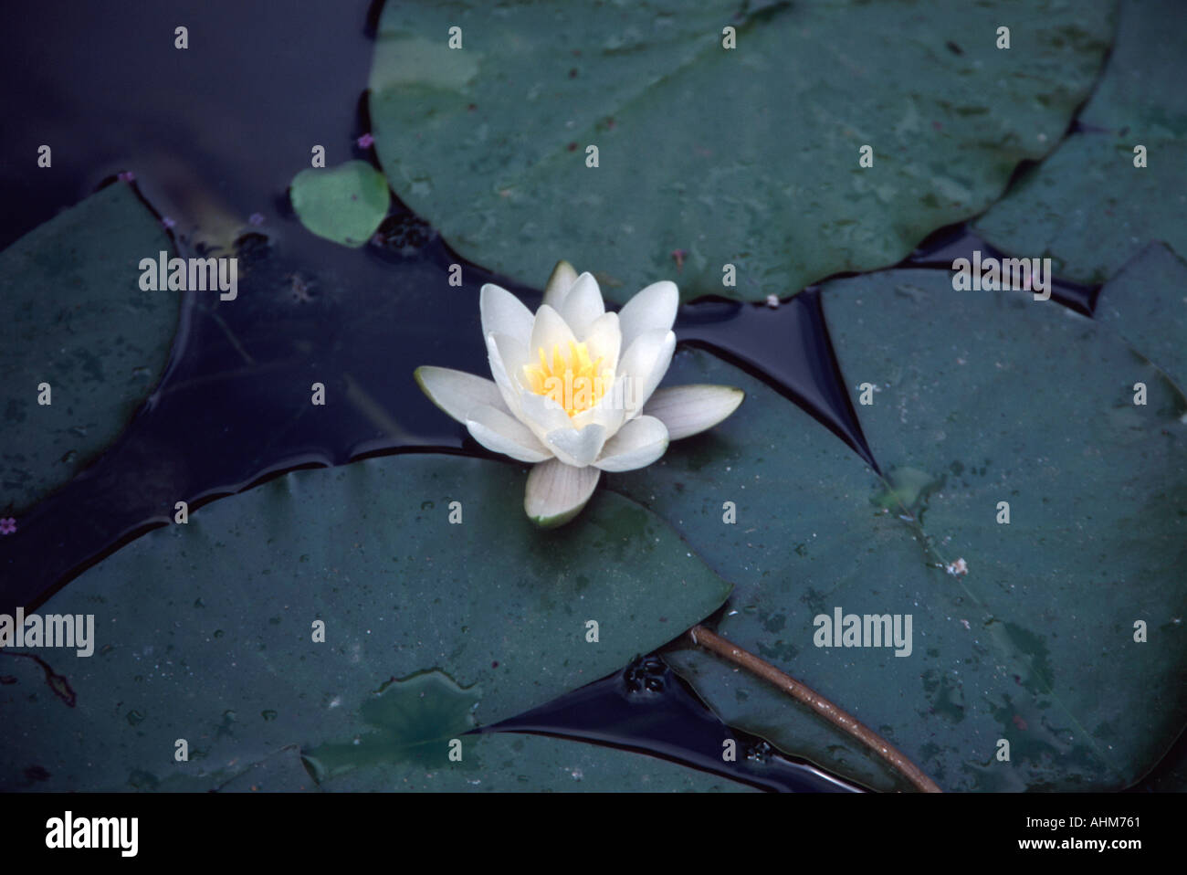 Acqua Giglio Fiore inil Lost Gardens of Heligan in Cornovaglia Foto Stock