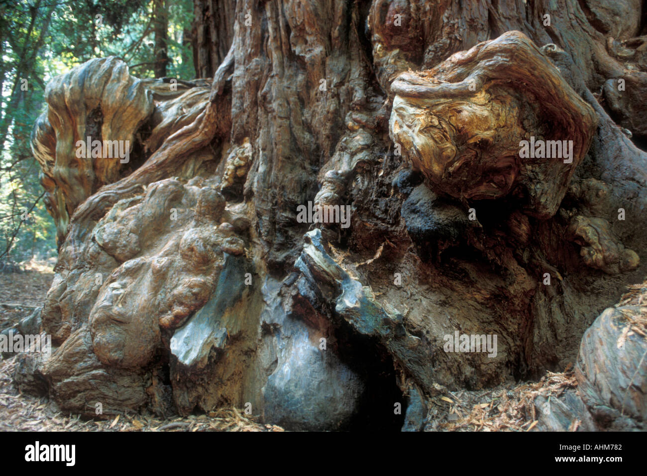 Base del gigantesco albero di sequoia Foto Stock