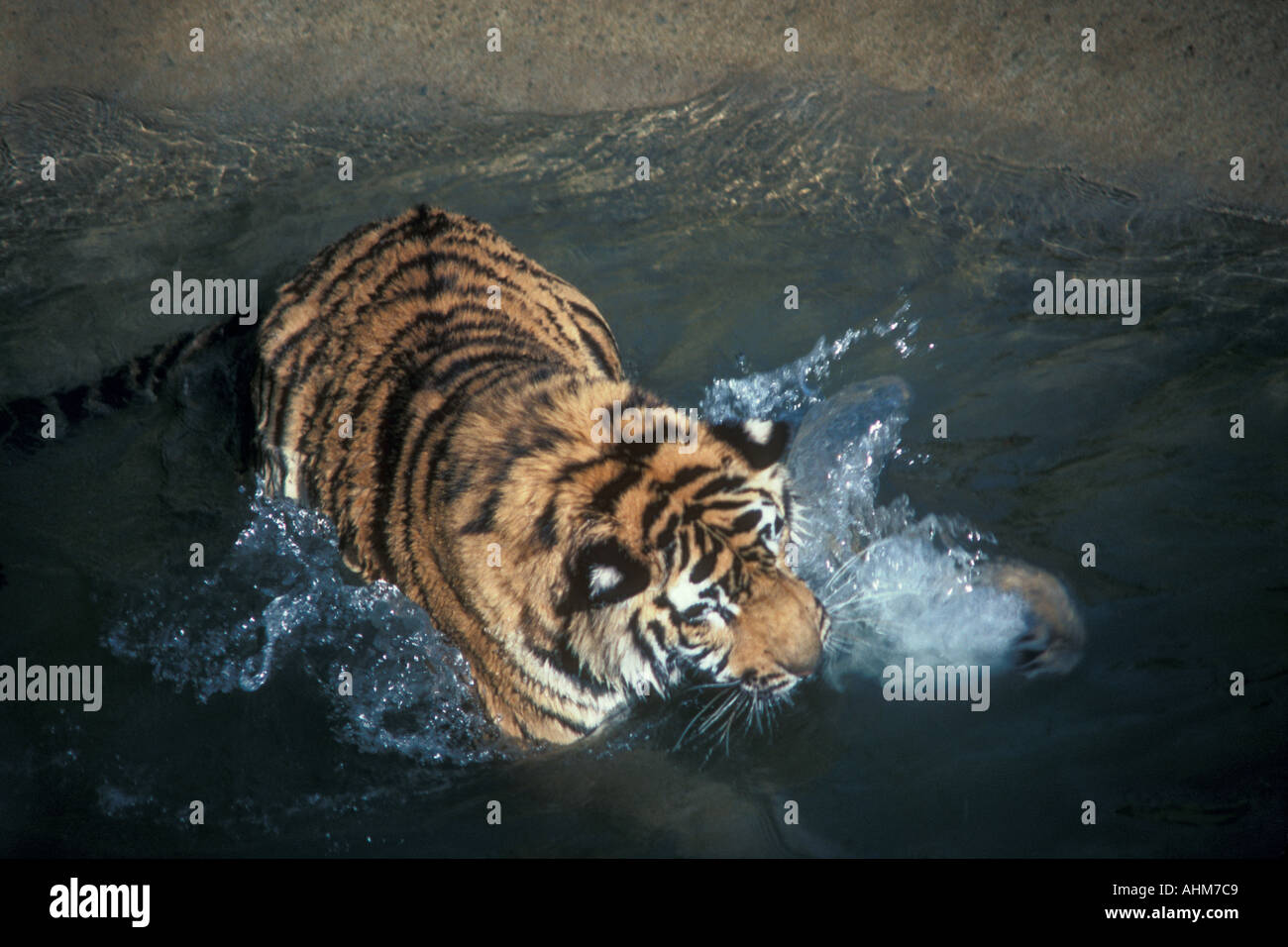 Tigre del Bengala giocando in acqua Foto Stock