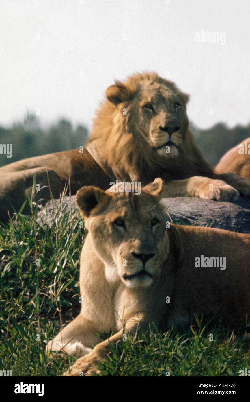 Lions Foto Stock