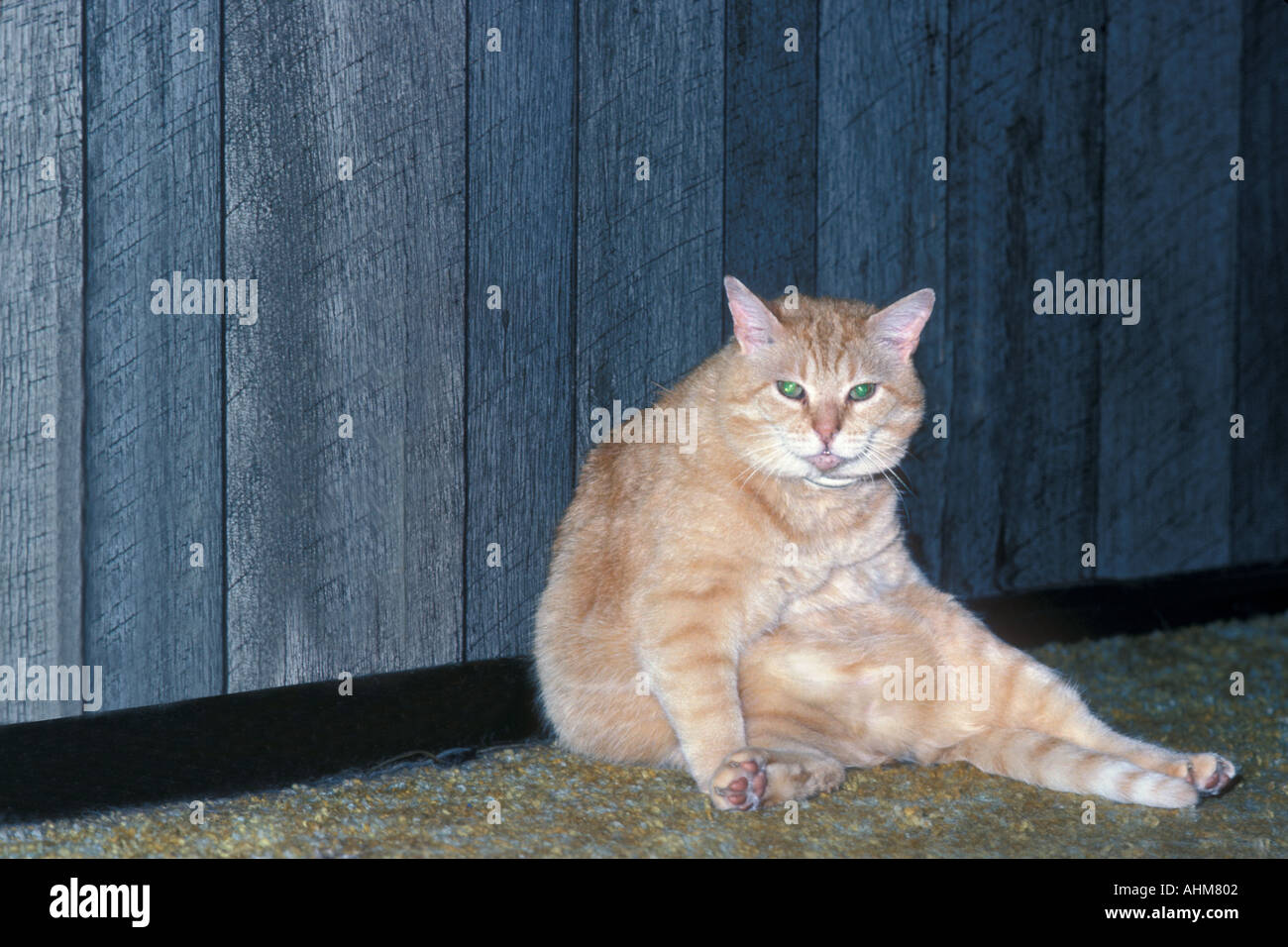 Gatto grasso Foto Stock