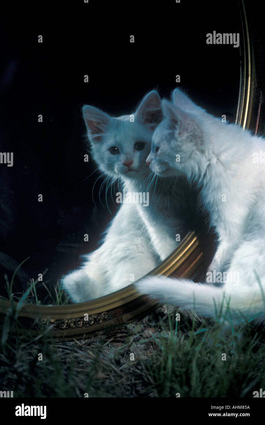 Alla ricerca dello specchio Foto Stock