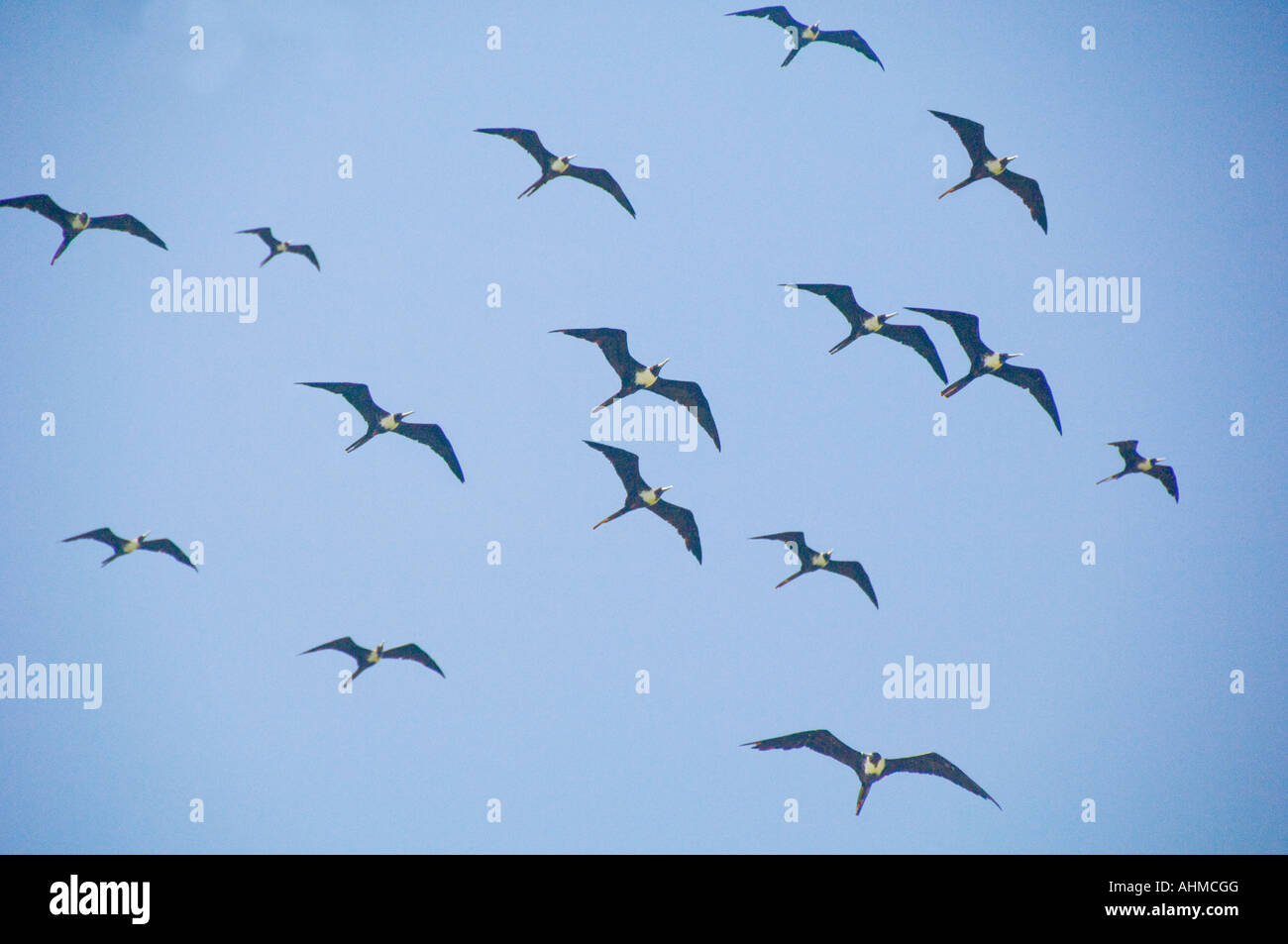 Florida Keys Gregge di fregate Fregatidae Fregata battenti contro un cielo blu oceano Atlantico Foto Stock
