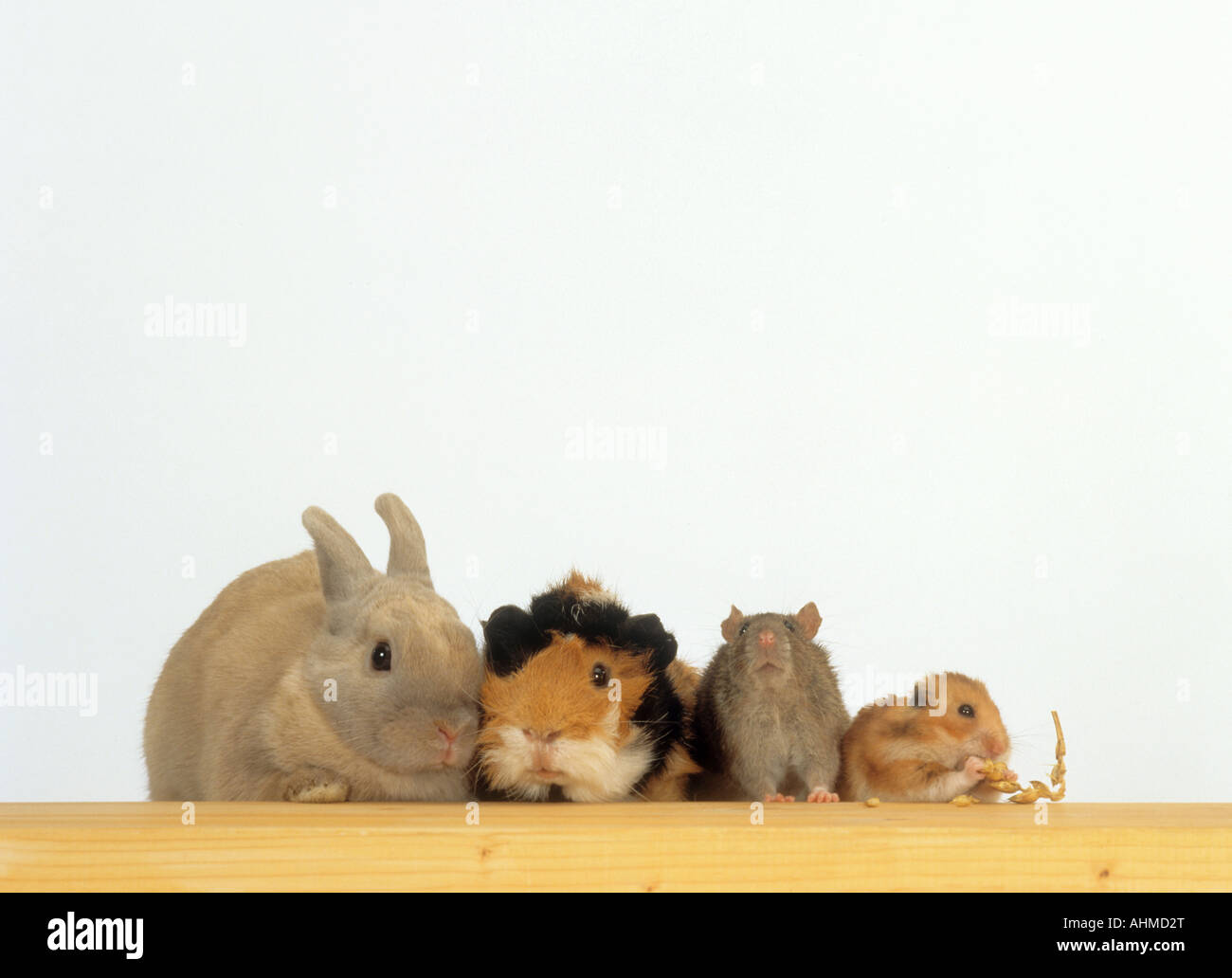 Coniglio nano , guinea pig , di ratto e di criceto dorato Foto Stock