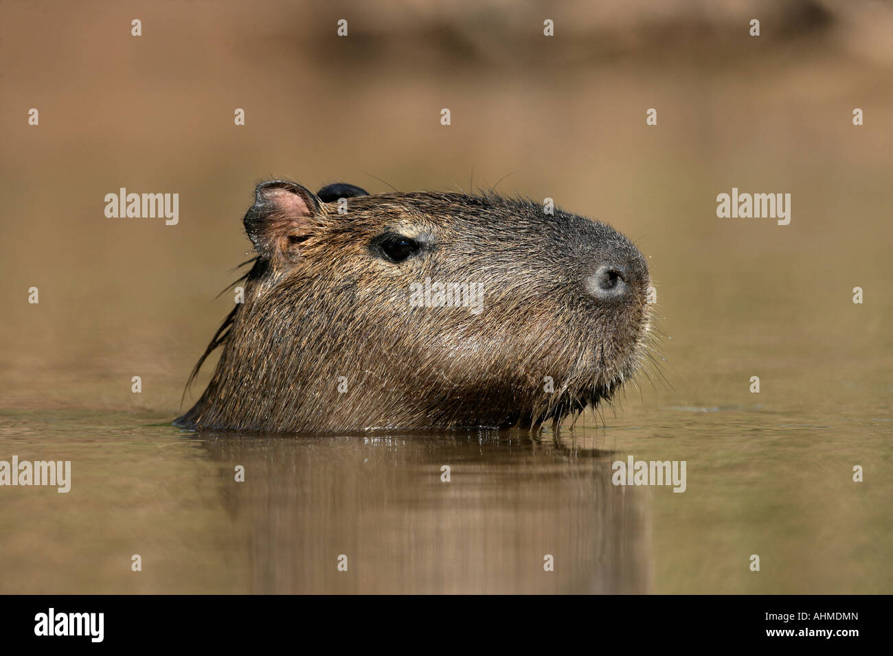 Capibara Hydrochoerus hydrochaeris Foto Stock