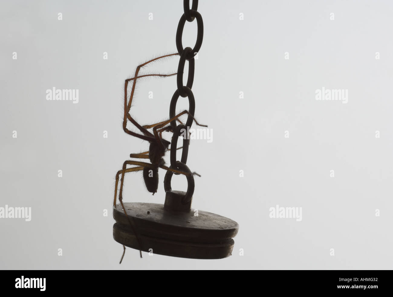 Ragno comune Parasteatoda tepidariorum Foto Stock