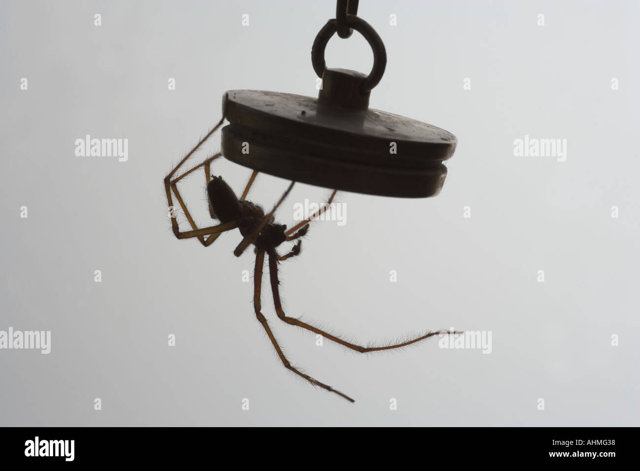 Ragno comune Parasteatoda tepidariorum Foto Stock