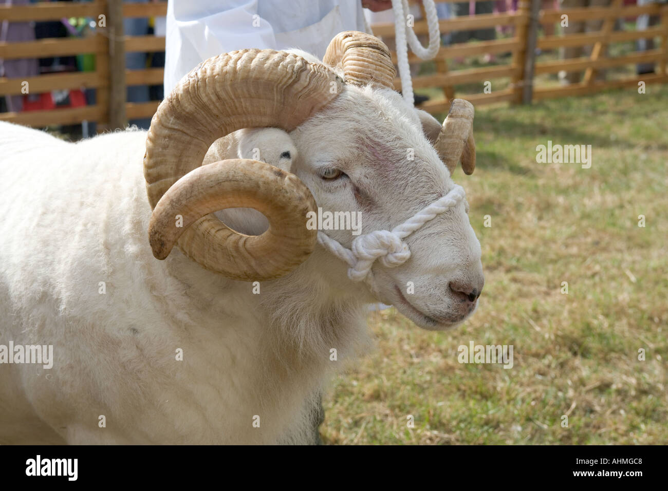 Wiltshire Horn Ram CONTEA DI BUCKS Visualizza Foto Stock