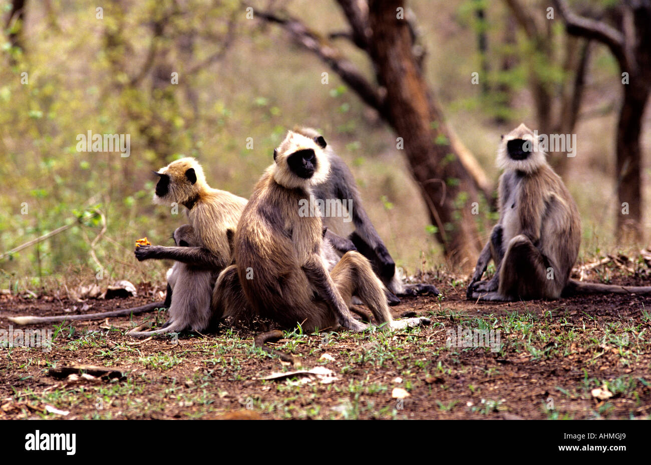 HANUMAN LANGURS CHINNAR IN KERALA Foto Stock