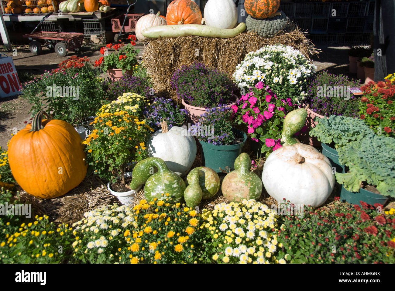 Un display di mercato di autunno zucche di specialità. Stati Uniti d'America. Foto Stock
