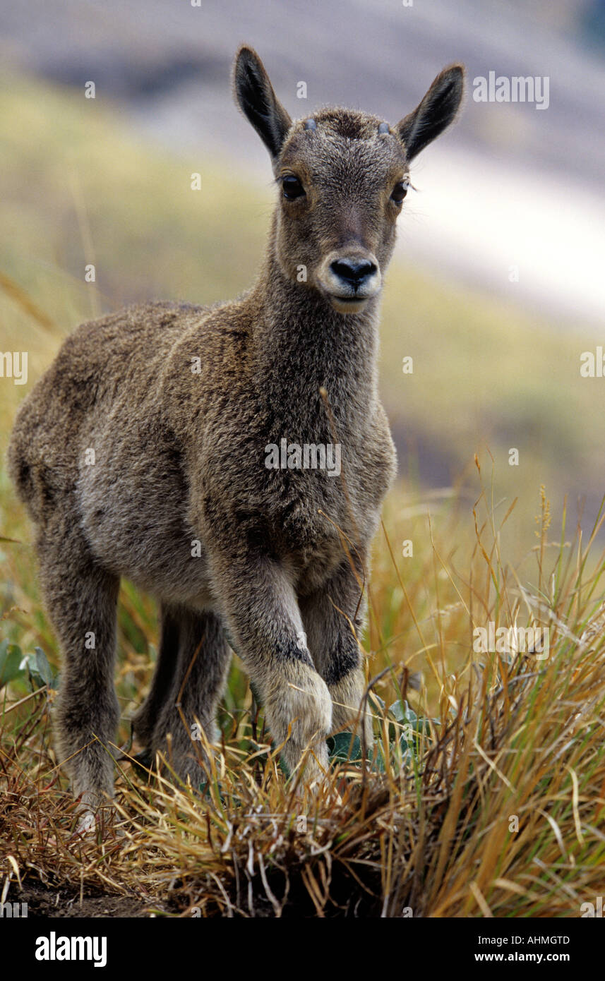 Un giovane Nilgiri Tahr ERAVIKULAM NEL PARCO NAZIONALE DI KERALA Foto Stock