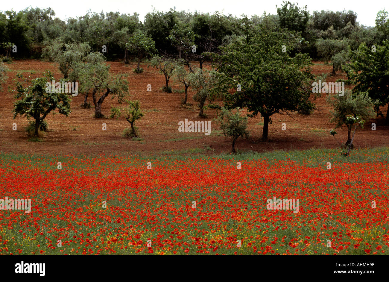 Toscana Italy Italian Red Rose Garden paese Foto Stock