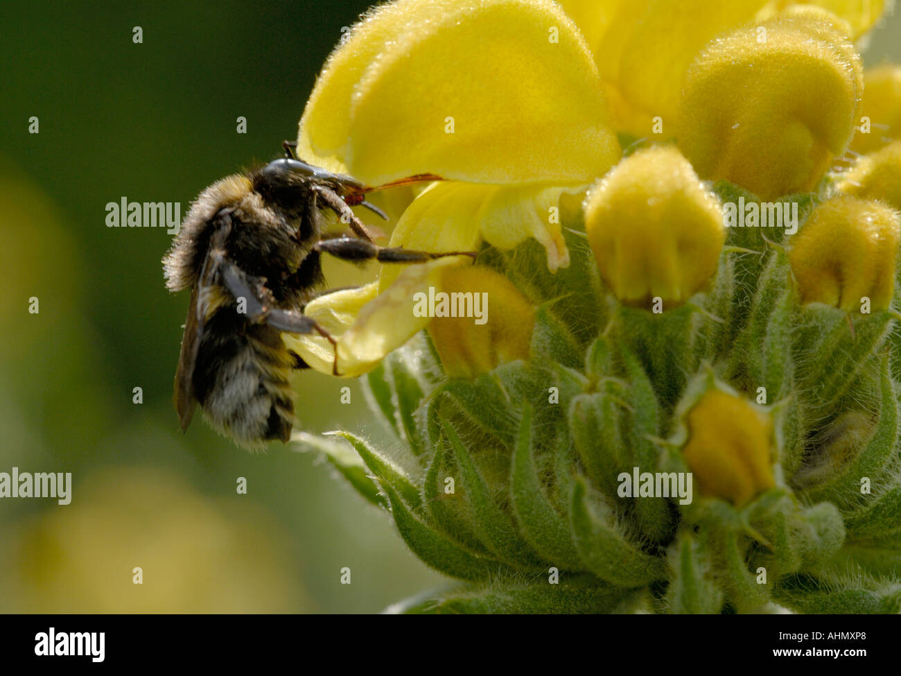 Bumble Bee specie Bombus rovistando in un giallo fiore Phlomis 18 giugno 2006 Bedgebury Forest Kent REGNO UNITO Foto Stock
