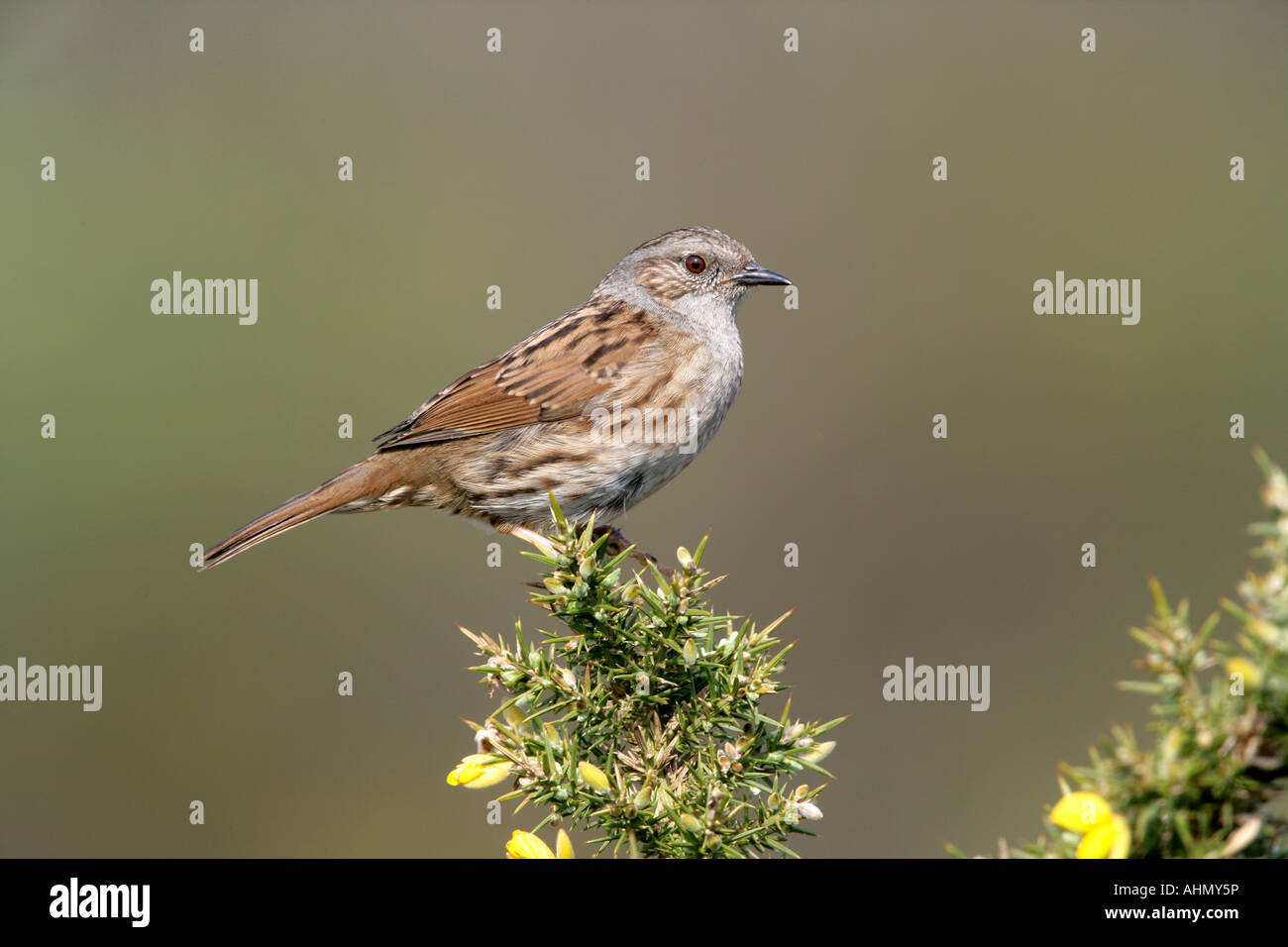 Dunnock o Hedge sparrow Prunella modularis Dorset Foto Stock