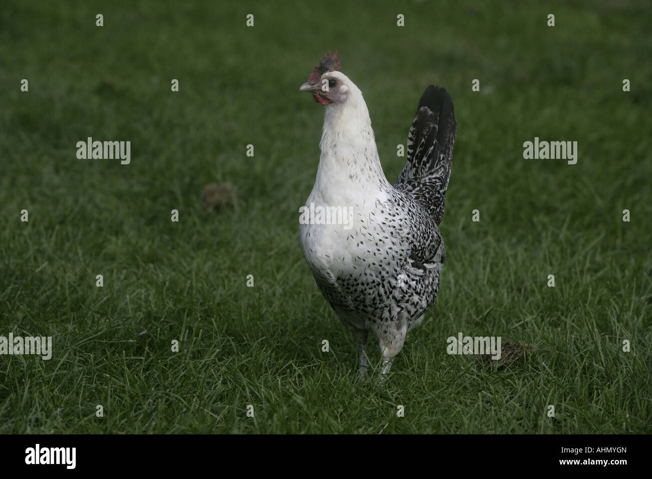 Fayoumi razza domestica di galli e galline Warwickshire Foto Stock