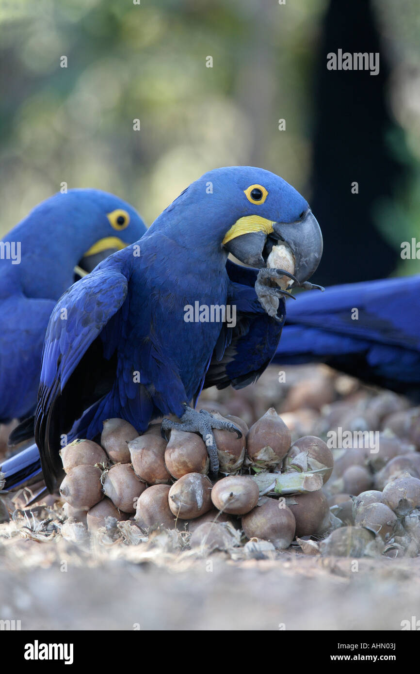 Hyaincth macaw Anodorhynchus hyacinthinus Brasile Foto Stock