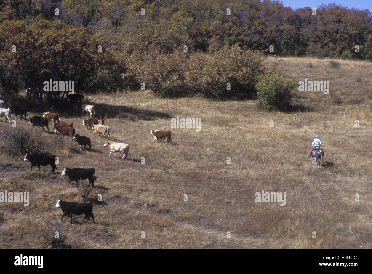Bovini di allevamento nel New Mexico settentrionale Foto Stock
