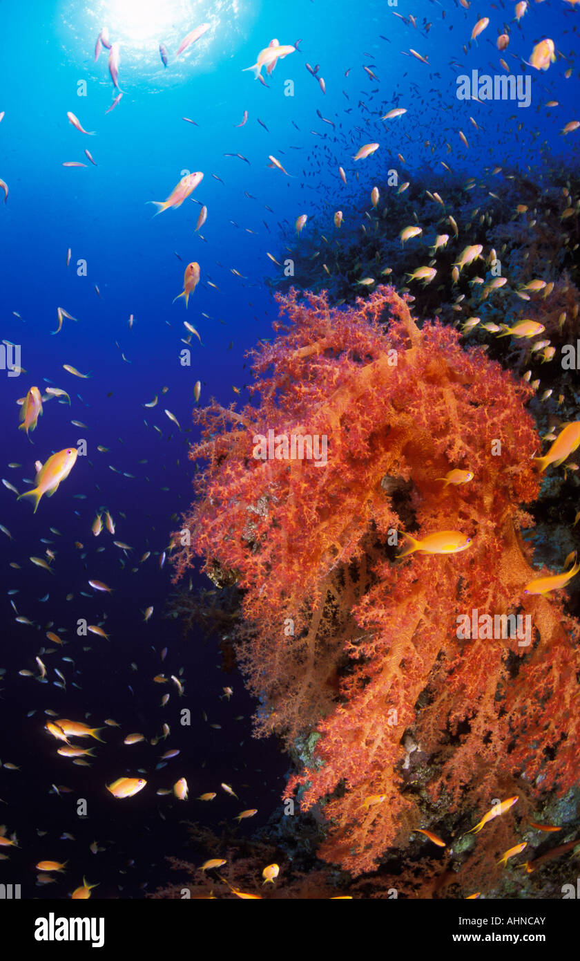 Mare goldie scuola e soft coral in un mare rosso reef Egitto Foto Stock