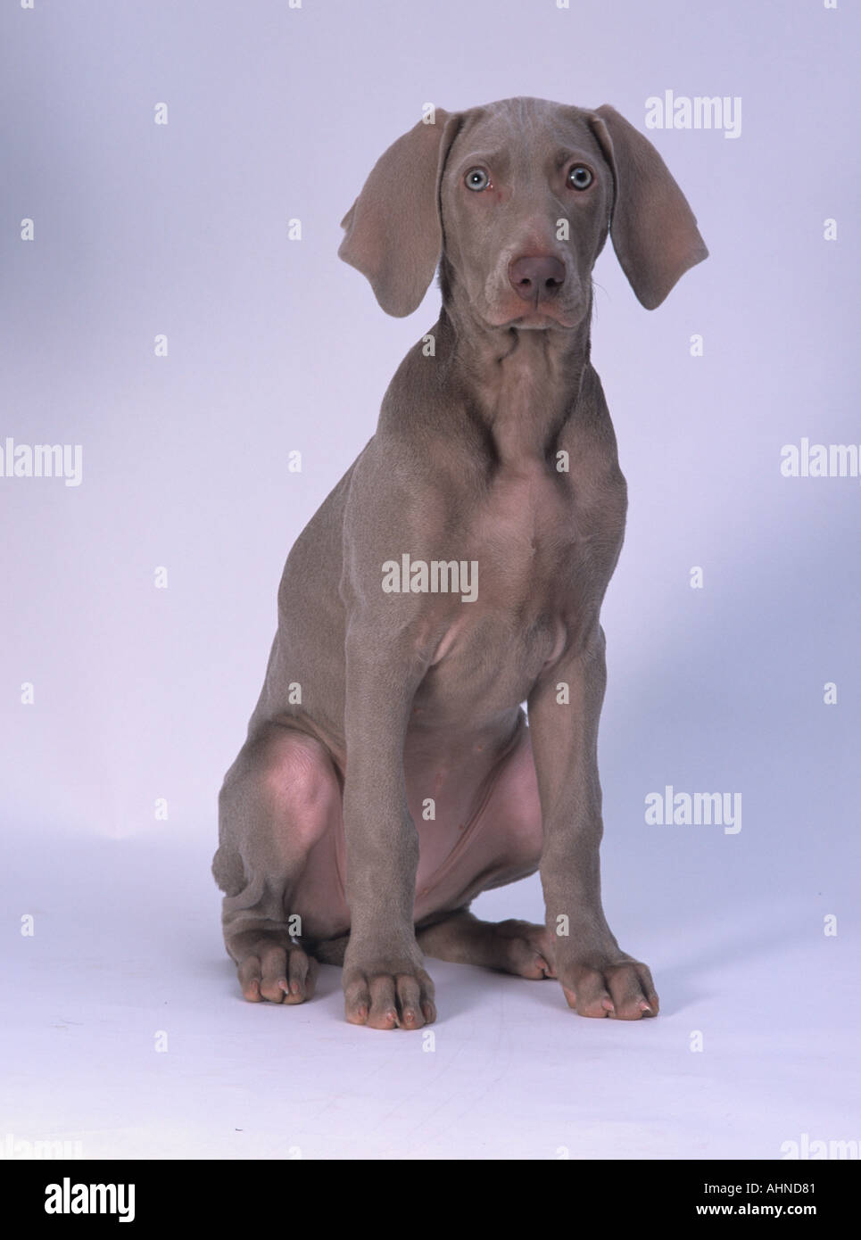 Weimaraner cucciolo di ritaglio Foto Stock