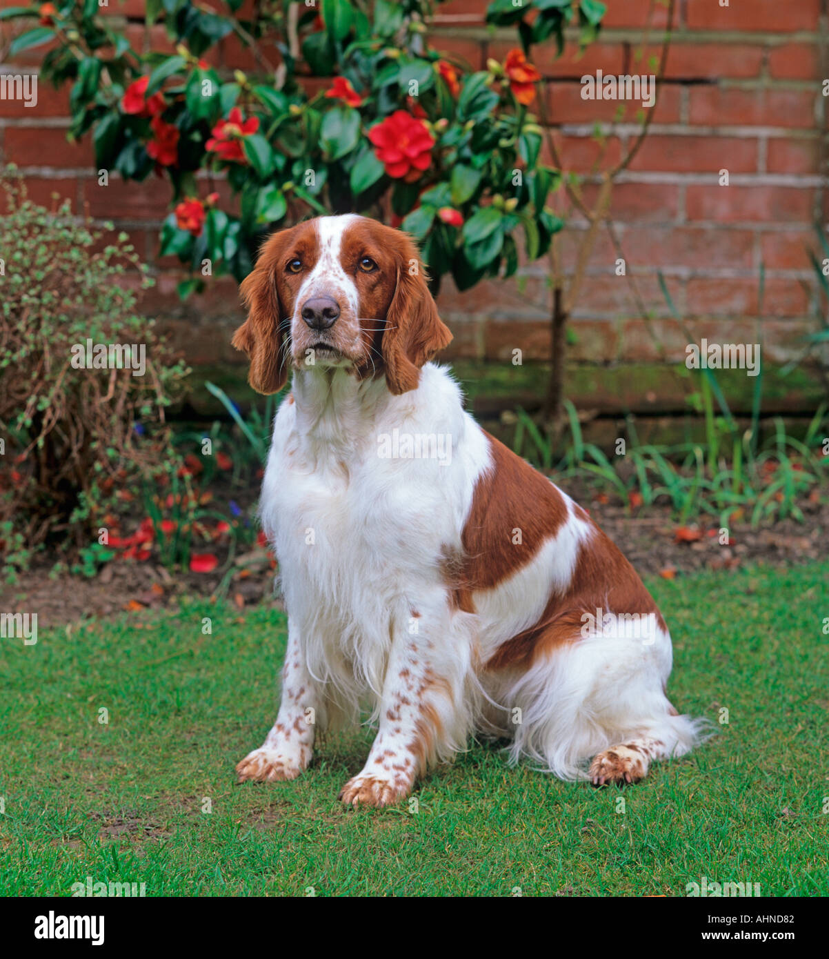 Welsh Springer Spaniel in giardino Foto Stock