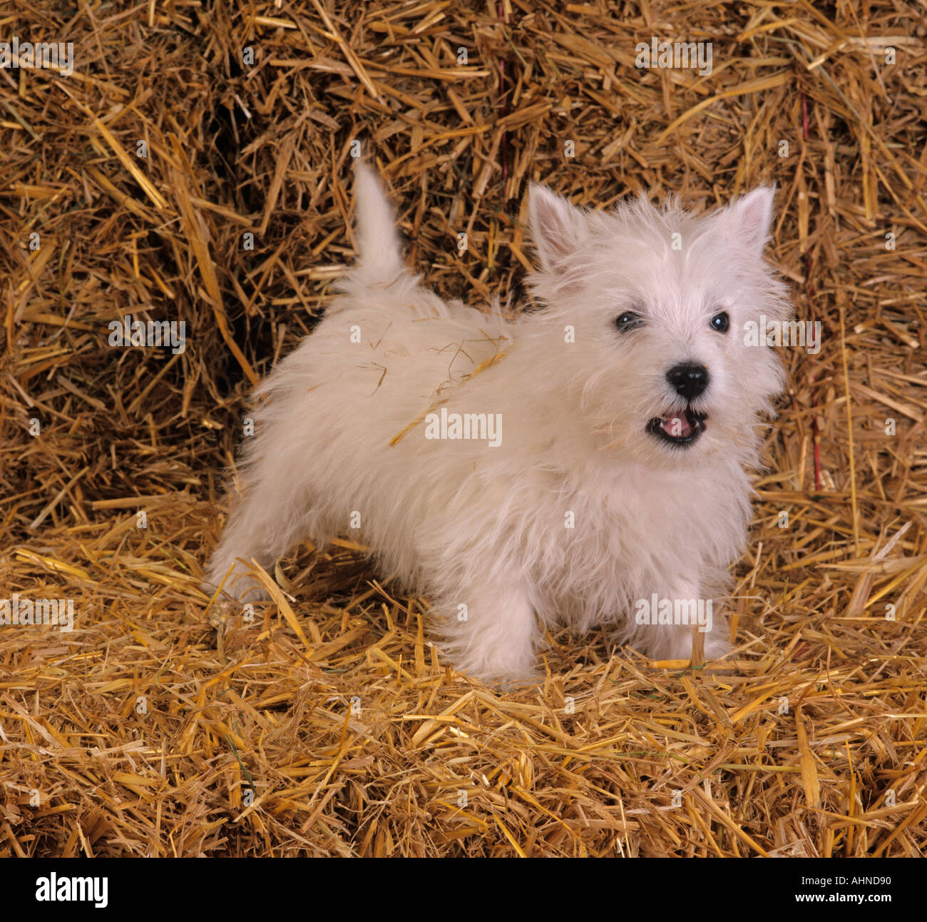 West Highland Terrier cucciolo Foto Stock