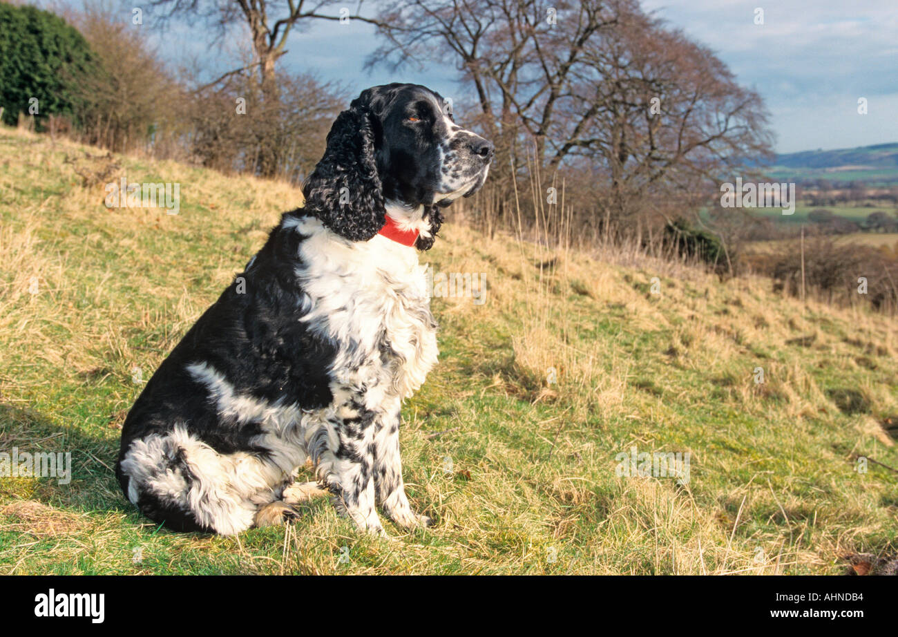English Springer Spaniel nella Chiltern paesaggio Foto Stock
